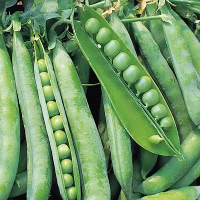 Kings Pea Hurst Green Shaft Seeds