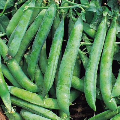 Kings Pea Kelvedon Wonder Seeds