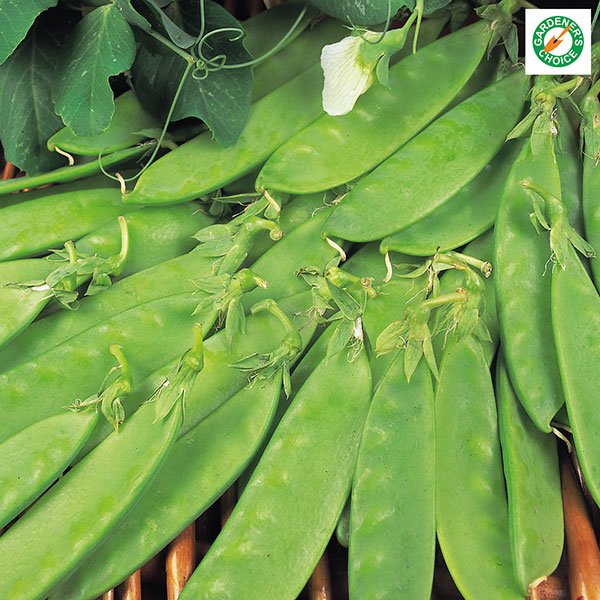 Kings Pea Oregon Sugar Pod Seeds