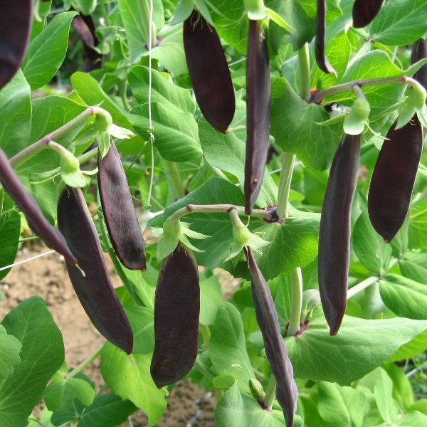 Kings Pea Shiraz Seeds