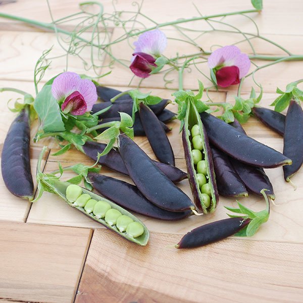 Kings Pea (Snap) Purple Magnolia Seeds