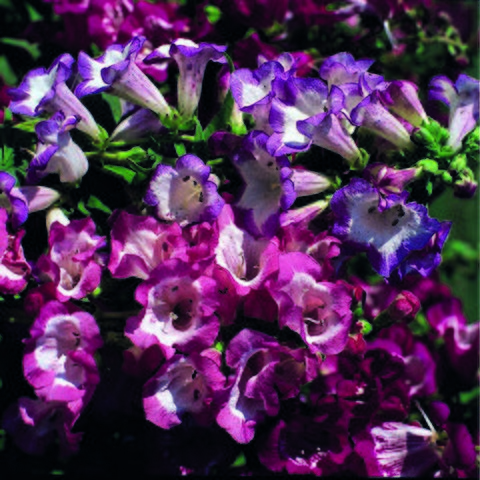 Kings Penstemon Giant Hybrids Seed