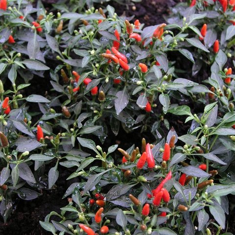 Kings Pepper Chilli Demon Red Seeds