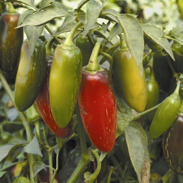 Kings Pepper Chilli Early Jalapeno Seeds
