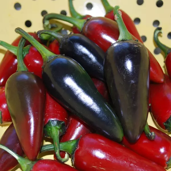 Kings Pepper Chilli Hungarian Black Seeds