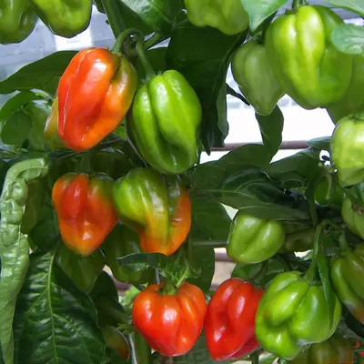 Kings Pepper Chilli Scotch Bonnet Red Seeds