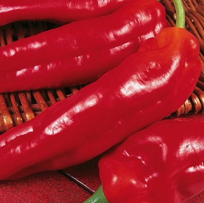 Kings Pepper Sweet Long Red Marconi Seeds