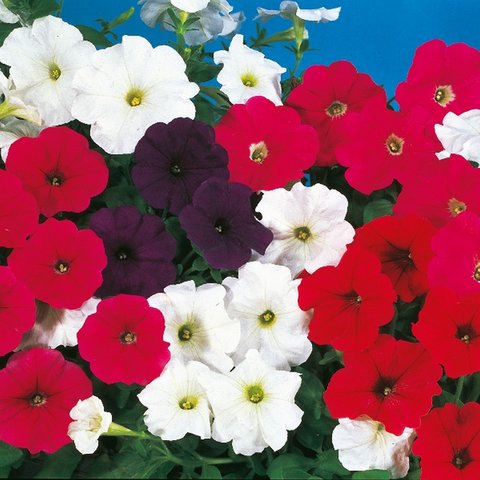 Kings Petunia  Cascade Mixed F1 Seed