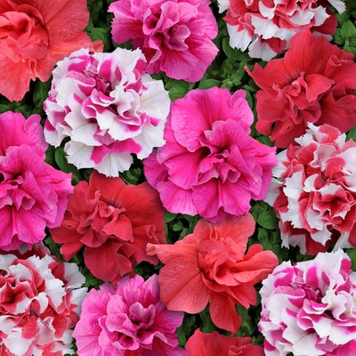 Kings Petunia Bonanza Mixed F1 Seed