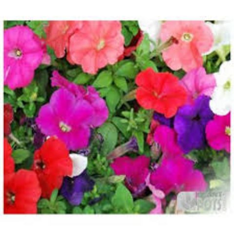 Kings Petunia Carnival Mixed F2 Seed