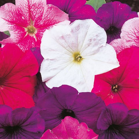 Kings Petunia Merlin Mixed F1 Seed