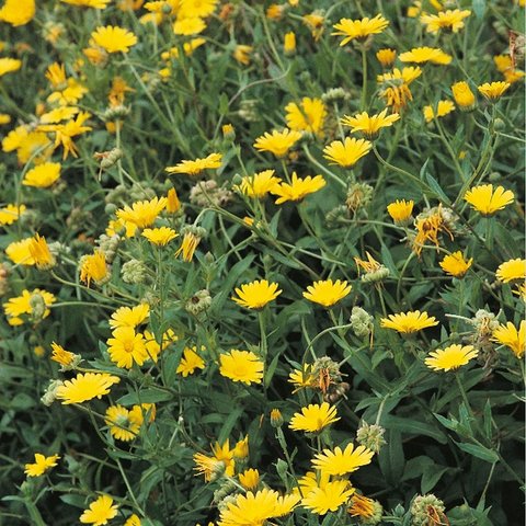 Kings Pot Marigold Seeds