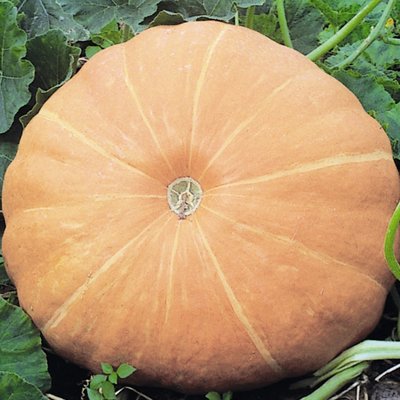 Kings Pumpkin Hundredweight Seeds