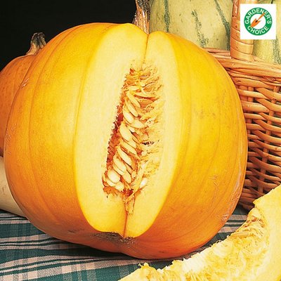 Kings Pumpkin Jack O Lantern Seeds