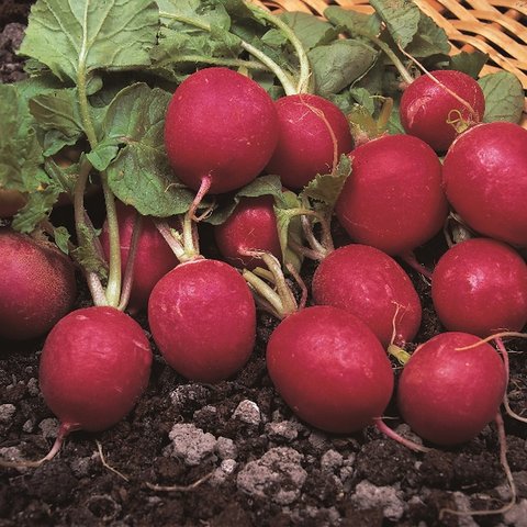 Kings Radish Cherry Belle Rhs Agm Seeds