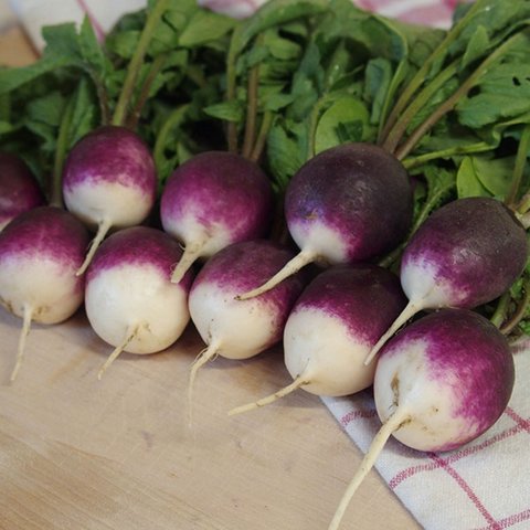 Kings Radish Diana Seeds