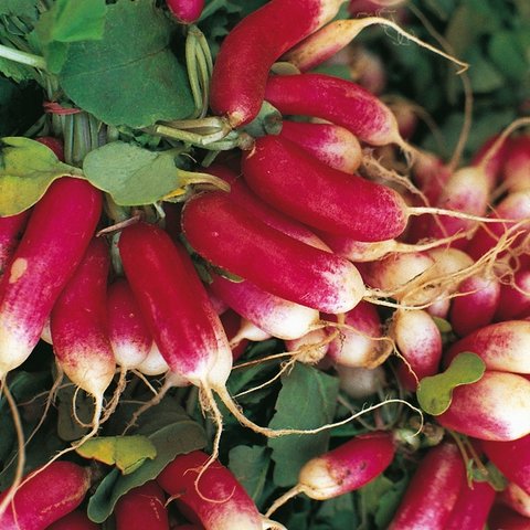 Kings Radish French Breakfast 3 Rhs Agm Seeds