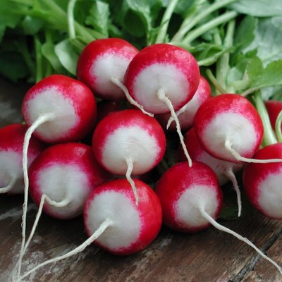 Kings Radish Poloneza Seeds