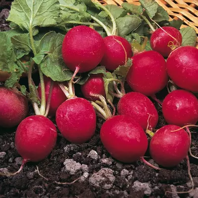 Kings Radish Saxa Seeds