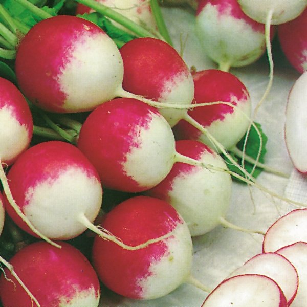 Kings Radish Sparkler Seeds