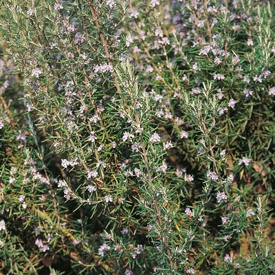 Kings Rosemary Seeds