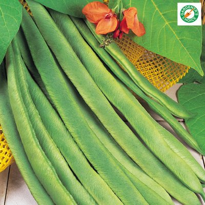 Kings Runner Bean Enorma Seeds