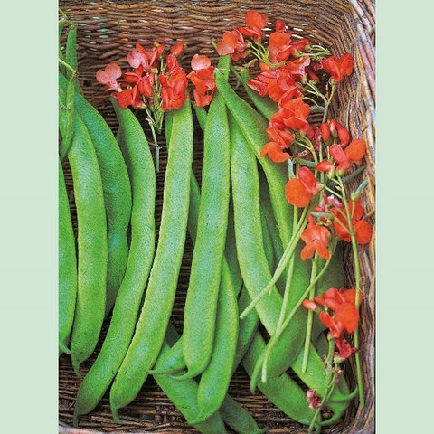 Kings Runner Bean Lady Di Seeds