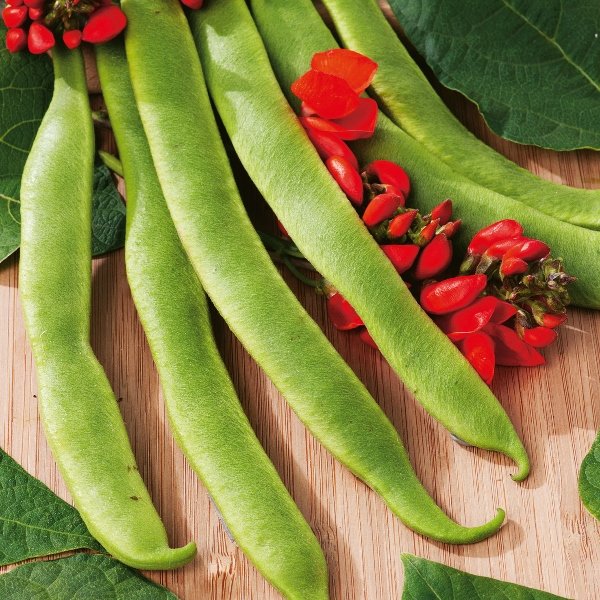 Kings Runner Bean Polestar Seeds