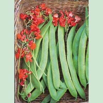 Kings Runner Bean Prizewinner Seeds