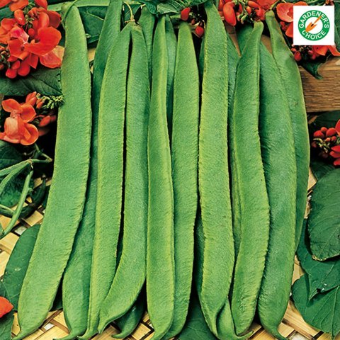 Kings Runner Bean Scarlet Emperor Seeds