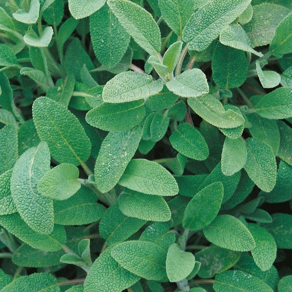 Kings Sage Seeds