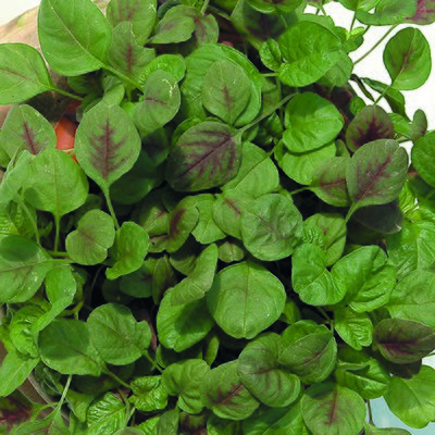 Kings Salad Leaf Amaranthus Red Seeds