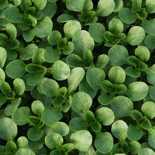 Kings Salad Leaf Corn Salad Vit (Lambs Lettuce) Seeds
