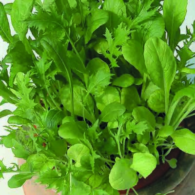Kings Salad Leaf Mixed Oriental Leaves Seeds