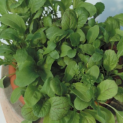 Kings Salad Leaf Mixed Spicy Leaf Seeds