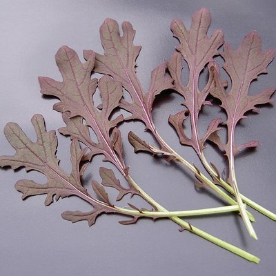 Kings Salad Leaf Mustard Red Frills Seeds