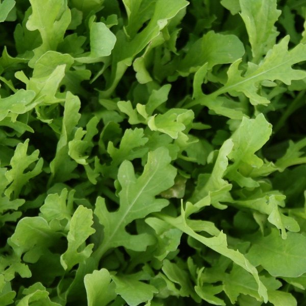 Kings Salad Leaf Rocket Astra Seeds