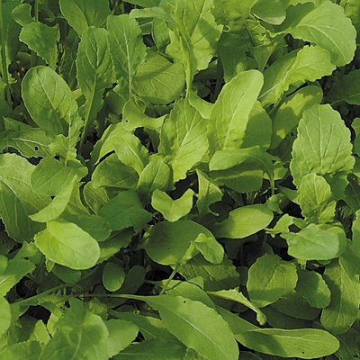 Kings Salad Leaf Rocket Seeds