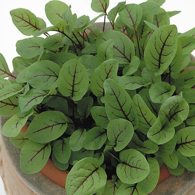 Kings Salad Leaf Sorrel Red Veined Seeds