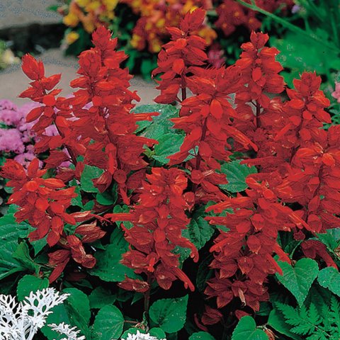 Kings Salvia Blaze Of Fire Seed