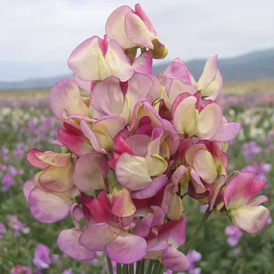 Kings Spanish Dancer Seeds