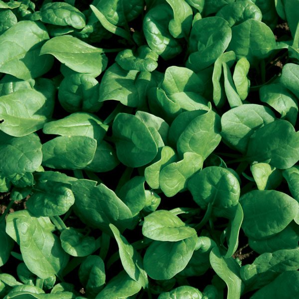 Kings Spinach Amazon F1 Seeds