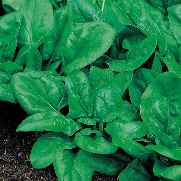 Kings Spinach Matador Seeds