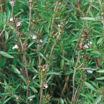 Kings Summer Savory Seeds