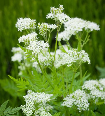 Kings Sweet Cicely Seeds