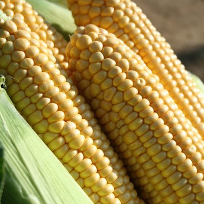 Kings Sweet Corn Earlibird F1 Seeds