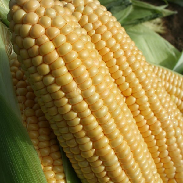 Kings Sweet Corn Goldcrest F1 Seeds