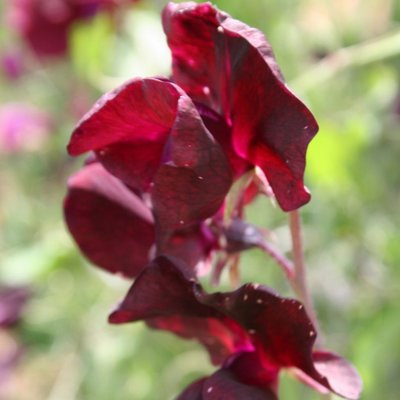 Kings Sweet Pea Beaujolais Seed