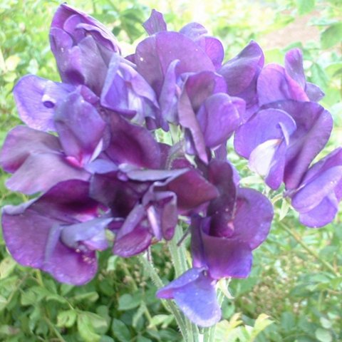 Kings Sweet Pea Flagship Seed