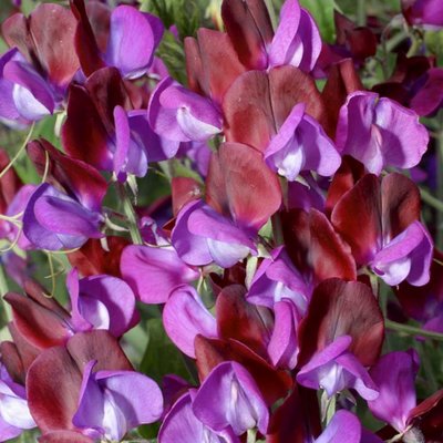 Kings Sweet Pea Matucana Seed